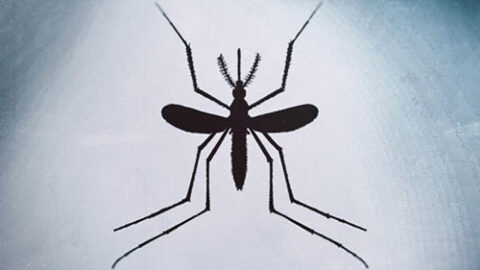Last Bite Mosquito on ABC News New York | Farmington Consulting Group