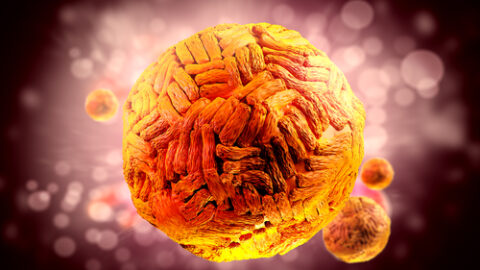 Zika in 30 seconds… What you need to know today | Farmington Consulting Group