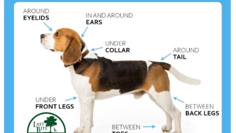 Hot Spots for Ticks on Your Pets | Farmington Consulting Group