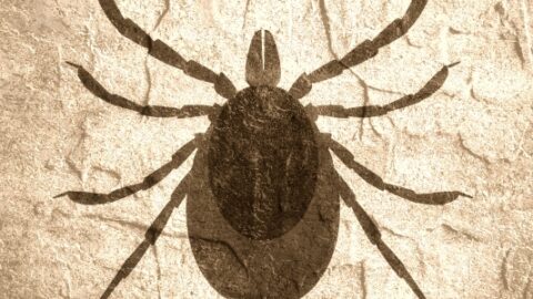New Jerseys Homeowners Guide To Tick Prevention | Farmington Consulting Group
