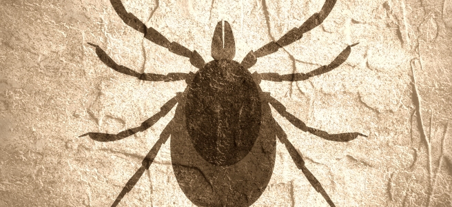 New Jerseys Homeowners Guide To Tick Prevention | Farmington Consulting Group