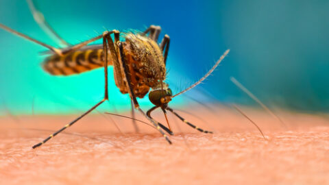 Zika,- What can I do to prevent it? | Farmington Consulting Group
