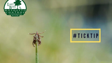 Tick Activity this Fall and what to Look For | Farmington Consulting Group