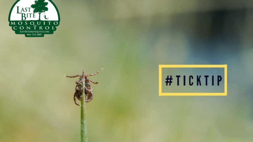 Tick Activity this Fall and what to Look For | Farmington Consulting Group