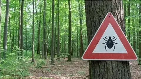 Tick Prevention Tips: Keep Your Home and Pets Safe | Farmington Consulting Group