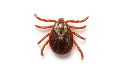 The World of Ticks | Farmington Consulting Group