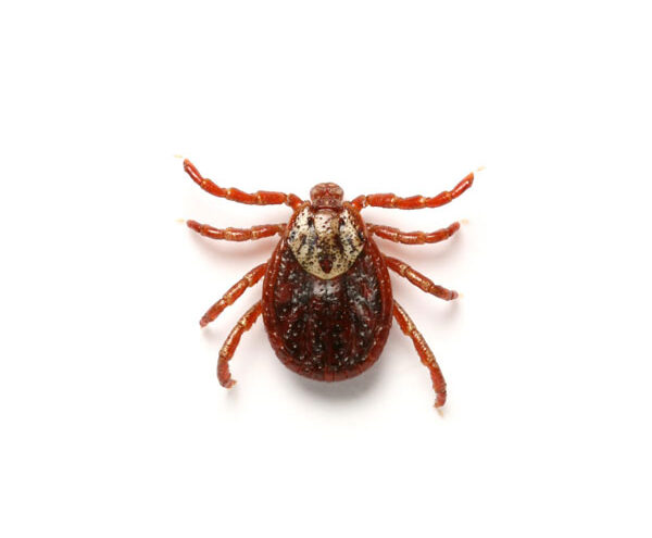 The World of Ticks | Farmington Consulting Group