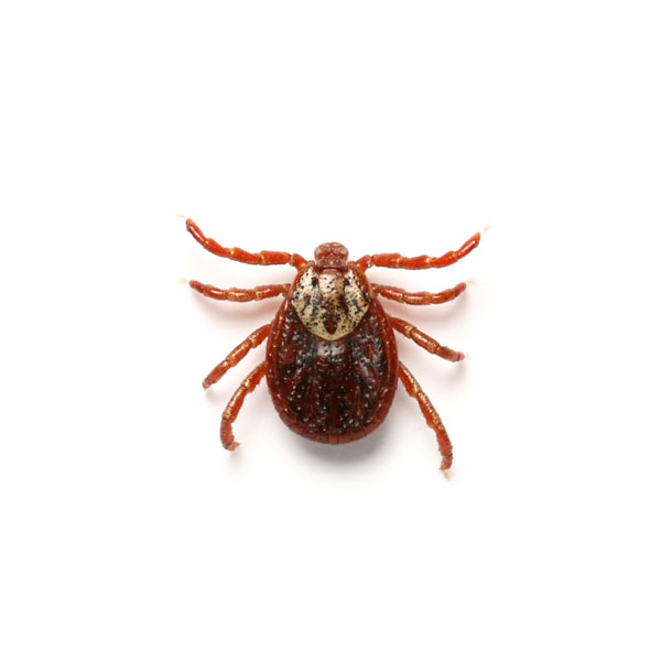 Tick Prevention in NJ, PA, DE and MD