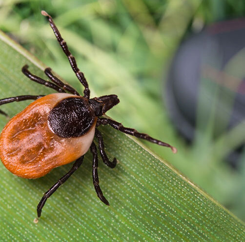 Tick Prevention