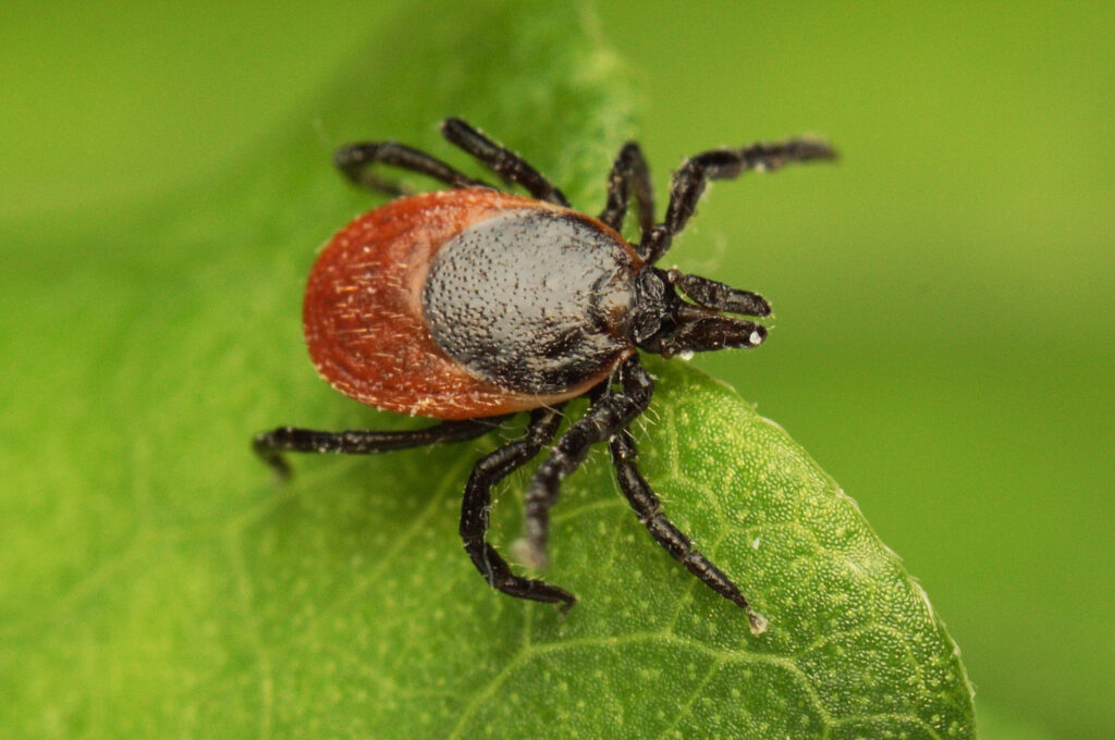 Tick control in Rumson, NJ