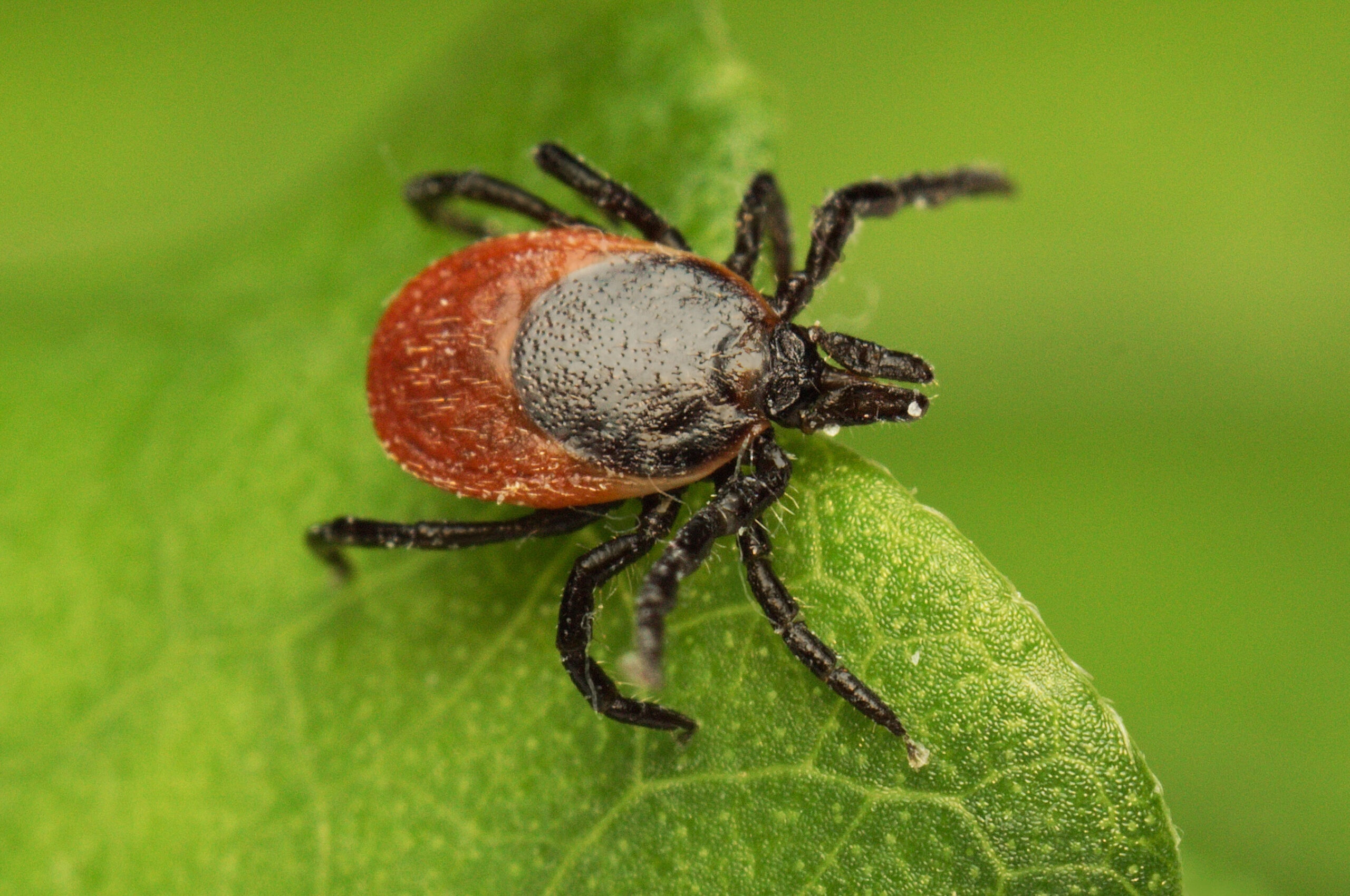 Tick control in Rumson, NJ