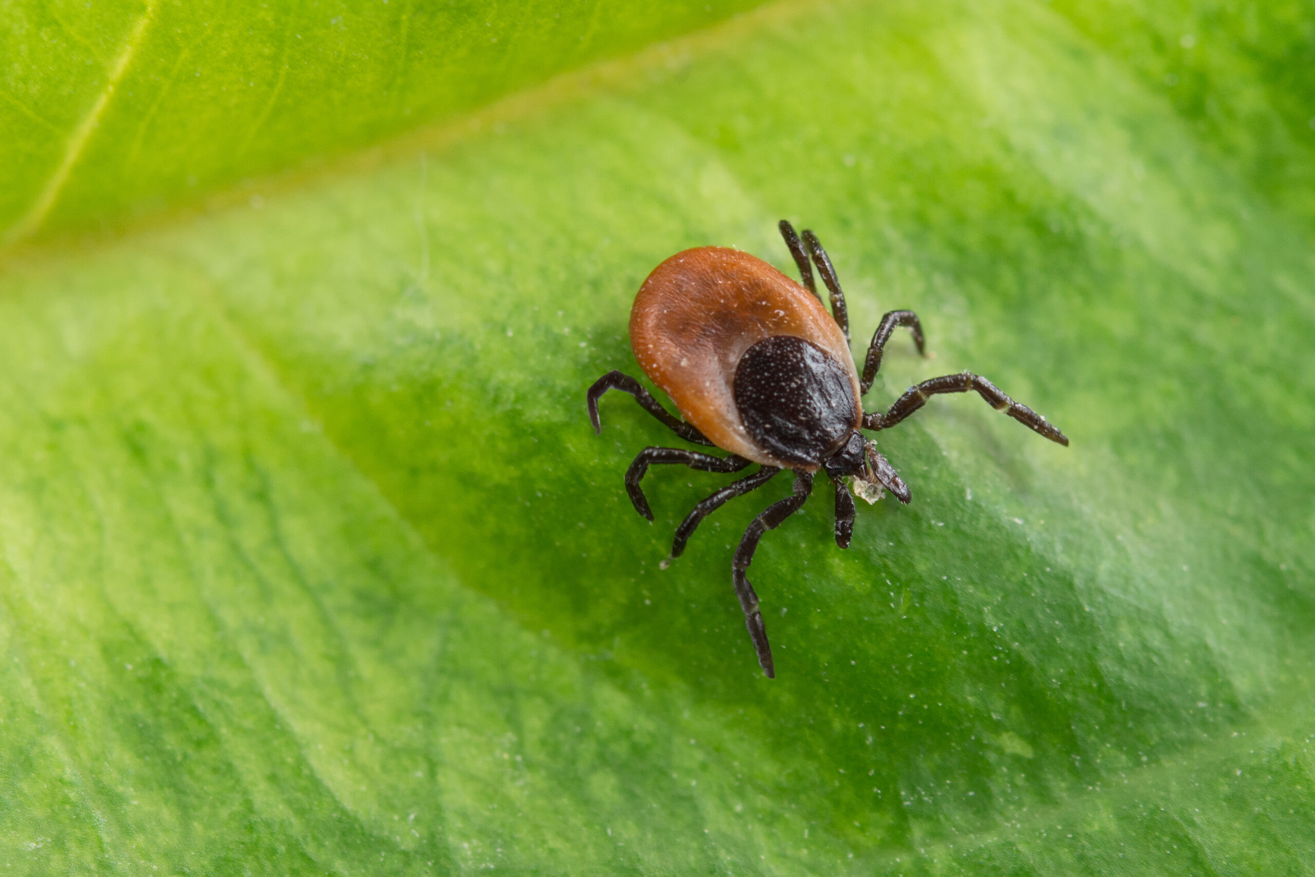 Tick Treatment