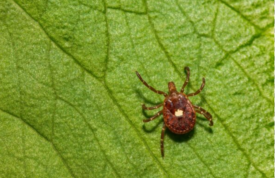 lone star tick